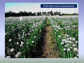 Potential-interventions in smallholder irrigated horticultural crops production value chain development in Ethiopia