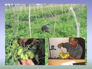 Potential-interventions in smallholder irrigated horticultural crops production value chain development in Ethiopia