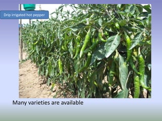 Potential-interventions in smallholder irrigated horticultural crops production value chain development in Ethiopia