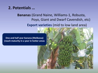 Potential-interventions in smallholder irrigated horticultural crops production value chain development in Ethiopia