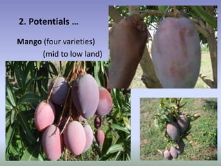 Potential-interventions in smallholder irrigated horticultural crops production value chain development in Ethiopia