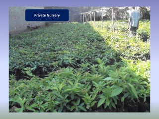 Potential-interventions in smallholder irrigated horticultural crops production value chain development in Ethiopia