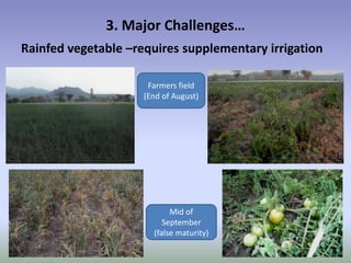 Potential-interventions in smallholder irrigated horticultural crops production value chain development in Ethiopia