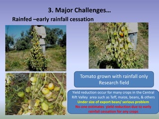 Potential-interventions in smallholder irrigated horticultural crops production value chain development in Ethiopia