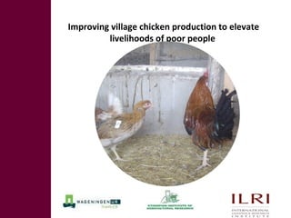 ILRI Ethiopia goat and chicken projects: Potential synergies with LIVES
