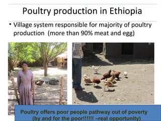 ILRI Ethiopia goat and chicken projects: Potential synergies with LIVES