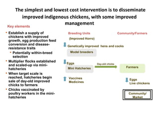 ILRI Ethiopia goat and chicken projects: Potential synergies with LIVES