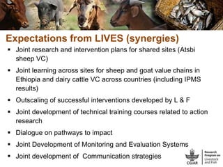 CGIAR Livestock and Fish Research Program: Potential synergies with LIVES project in Ethiopia