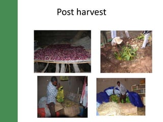 Potential irrigated crop value chain interventions for the LIVES project