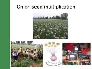 Potential irrigated crop value chain interventions for the LIVES project