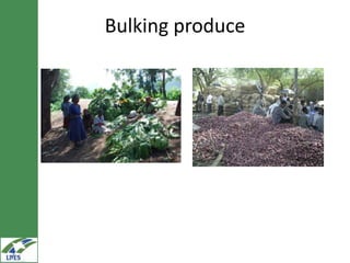 Potential irrigated crop value chain interventions for the LIVES project