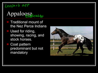Appaloosa Traditional mount of the Nez Perce Indians Used for riding, showing, racing, and stock horses. Coat pattern predominant but not mandatory 