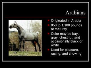 Arabians Originated in Arabia 850 to 1,100 pounds at maturity Color may be bay, gray, chestnut, and occasionally black or white Used for pleasure, racing, and showing 