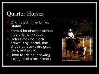 Quarter Horses Originated in the United States named for short stretches they originally raced Colors may be black, brown, bay, sorrel, dun, chestnut, buckskin, gray, roan, and grullo. Used for riding, showing, racing, and stock horses. 