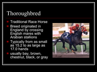 Thoroughbred Traditional Race Horse Breed originated in England by crossing English mares with Arabian stallions Typically from as small as 15.2 to as large as 17.0 hands  usually bay, brown, chestnut, black, or gray 