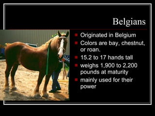 Belgians Originated in Belgium Colors are bay, chestnut, or roan. 15.2 to 17 hands tall weighs 1,900 to 2,200 pounds at maturity mainly used for their power 