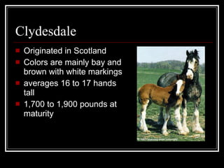 Clydesdale Originated in Scotland Colors are mainly bay and brown with white markings averages 16 to 17 hands tall 1,700 to 1,900 pounds at maturity 