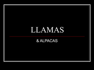 LLAMAS & ALPACAS 
