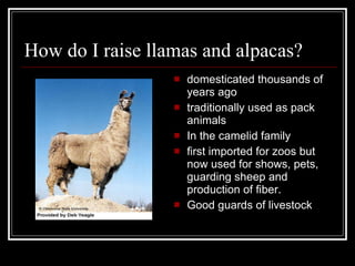 How do I raise llamas and alpacas? domesticated thousands of years ago traditionally used as pack animals In the camelid family first imported for zoos but now used for shows, pets, guarding sheep and production of fiber. Good guards of livestock 