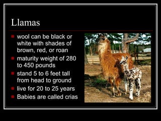 Llamas wool can be black or white with shades of brown, red, or roan maturity weight of 280 to 450 pounds stand 5 to 6 feet tall from head to ground live for 20 to 25 years Babies are called crias 