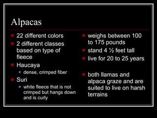 Alpacas 22 different colors 2 different classes based on type of fleece Haucaya dense, crimped fiber Suri white fleece that is not crimped but hangs down and is curly weighs between 100 to 175 pounds stand 4 ½ feet tall live for 20 to 25 years both llamas and alpaca graze and are suited to live on harsh terrains 