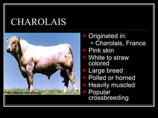 Originated in: Charolais, France Pink skin White to straw colored Large breed Polled or horned Heavily muscled Popular crossbreeding   CHAROLAIS 