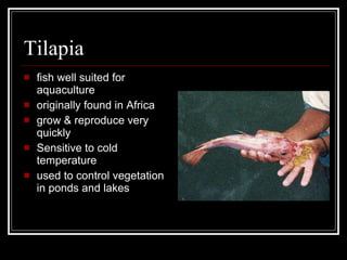 Tilapia fish well suited for aquaculture originally found in Africa grow & reproduce very quickly Sensitive to cold temperature used to control vegetation in ponds and lakes 