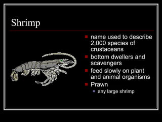 Shrimp name used to describe 2,000 species of crustaceans bottom dwellers and scavengers feed slowly on plant and animal organisms Prawn any large shrimp 