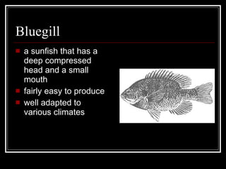 Bluegill a sunfish that has a deep compressed head and a small mouth fairly easy to produce well adapted to various climates 