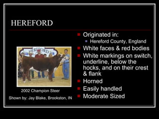 HEREFORD Originated in: Hereford County, England White faces & red bodies White markings on switch, underline, below the hocks, and on their crest & flank Horned Easily handled Moderate Sized 2002 Champion Steer Shown by: Jay Blake, Brookston, IN 