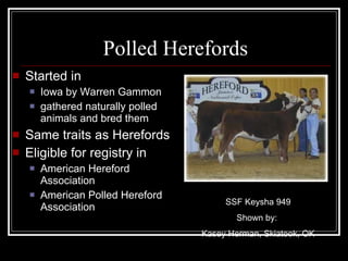 Started in Iowa by Warren Gammon gathered naturally polled animals and bred them  Same traits as Herefords Eligible for registry in American Hereford Association American Polled Hereford Association Polled Herefords SSF Keysha 949 Shown by:  Kasey Herman, Skiatook, OK 