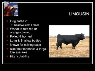 LIMOUSIN Originated in: Southwestern France Wheat to rust red or orange colored Polled & horned Long & Shallow bodied known for calving ease also their leanness & large loin eye area High cutability 