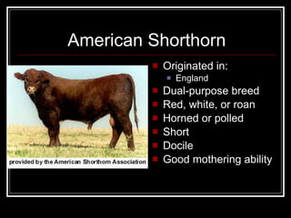 American Shorthorn Originated in: England Dual-purpose breed Red, white, or roan Horned or polled Short Docile Good mothering ability 