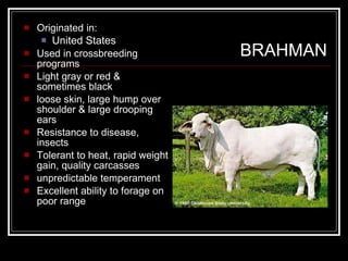 BRAHMAN Originated in: United States   Used in crossbreeding programs Light gray or red & sometimes black loose skin, large hump over shoulder & large drooping ears Resistance to disease, insects Tolerant to heat, rapid weight gain, quality carcasses unpredictable temperament Excellent ability to forage on poor range 