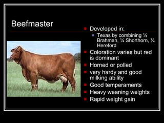 Beefmaster Developed in: Texas by combining ½ Brahman, ¼ Shorthorn, ¼ Hereford Coloration varies but red is dominant Horned or polled very hardy and good milking ability Good temperaments Heavy weaning weights Rapid weight gain 