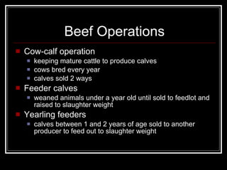 Beef Operations Cow-calf operation keeping mature cattle to produce calves cows bred every year  calves sold 2 ways Feeder calves weaned animals under a year old until sold to feedlot and raised to slaughter weight Yearling feeders calves between 1 and 2 years of age sold to another producer to feed out to slaughter weight 