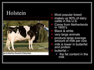 Holstein Most popular breed makes up 90% of dairy cattle in the U.S. Came from Netherlands in 1600’s Black & white very large animals produce large average amount of milk per cow milk is lower in butterfat and protein butterfat – the fat content in the milk 