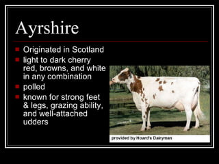 Ayrshire Originated in Scotland light to dark cherry red, browns, and white in any combination polled known for strong feet & legs, grazing ability, and well-attached udders 
