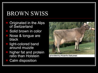 BROWN SWISS Originated in the Alps of Switzerland Solid brown in color Nose & tongue are black light-colored band around muzzle higher fat and protein ratio than Holstein Calm disposition 