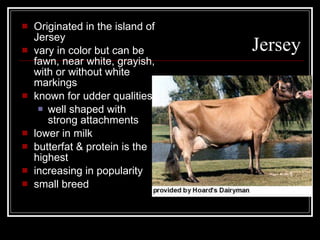 Jersey Originated in the island of Jersey vary in color but can be fawn, near white, grayish, with or without white markings known for udder qualities well shaped with strong attachments lower in milk butterfat & protein is the highest increasing in popularity small breed 