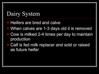 Dairy System Heifers are bred and calve When calves are 1-3 days old it is removed Cow is milked 2-4 times per day to maintain production Calf is fed milk replacer and sold or raised as future heifer 