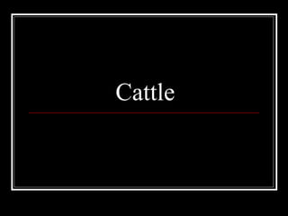 Cattle 