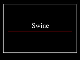 Swine 