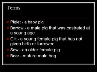 Terms Piglet - a baby pig Barrow -  a male pig that was castrated at a young age Gilt -  a young female pig that has not given birth or farrowed Sow -  an older female pig Boar -  mature male hog 
