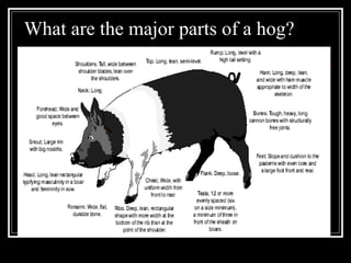 What are the major parts of a hog? 