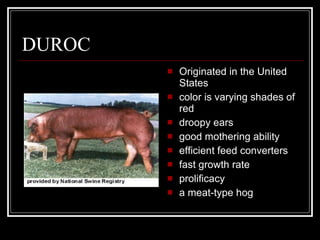 DUROC Originated in the United States color is varying shades of red droopy ears good mothering ability efficient feed converters fast growth rate prolificacy a meat-type hog 