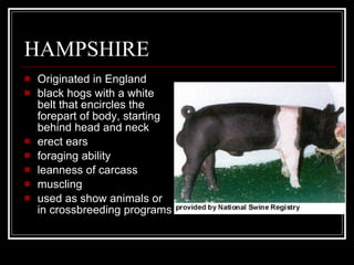 HAMPSHIRE Originated in England black hogs with a white belt that encircles the forepart of body, starting behind head and neck erect ears foraging ability leanness of carcass muscling used as show animals or in crossbreeding programs 