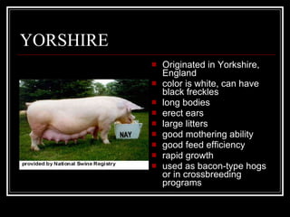 YORSHIRE Originated in Yorkshire, England color is white, can have black freckles long bodies erect ears large litters good mothering ability good feed efficiency rapid growth used as bacon-type hogs or in crossbreeding programs 