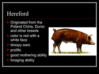 Hereford Originated from the Poland China, Duroc and other breeds color is red with a white face droopy ears prolific good mothering ability foraging ability 