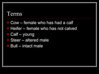 Terms Cow – female who has had a calf Heifer – female who has not calved Calf – young Steer – altered male Bull – intact male 